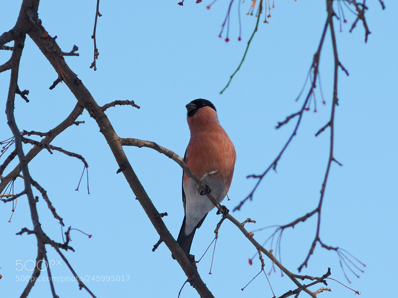 Pentax K-5 IIs sample photo. Bullfinch photography