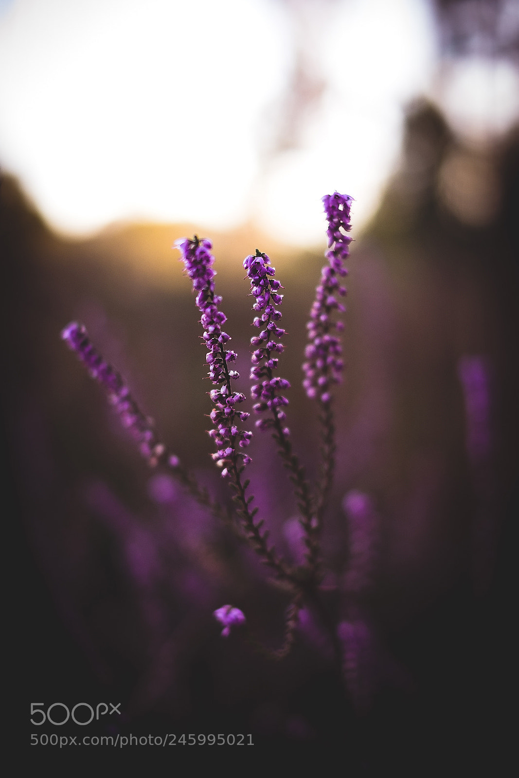 Fujifilm X-T1 sample photo. - purple heather - photography