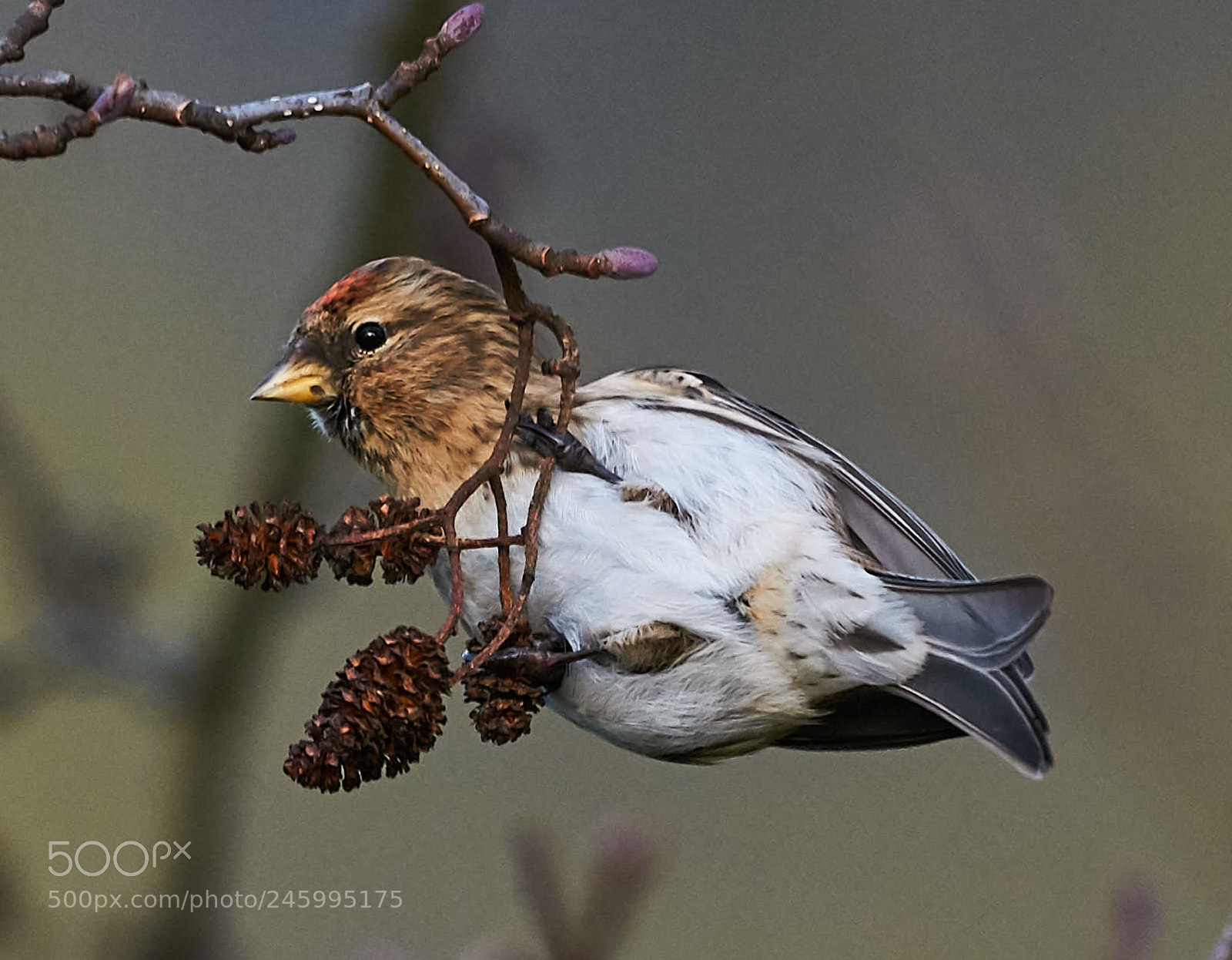 Nikon D300S sample photo. Lesser redpoll photography