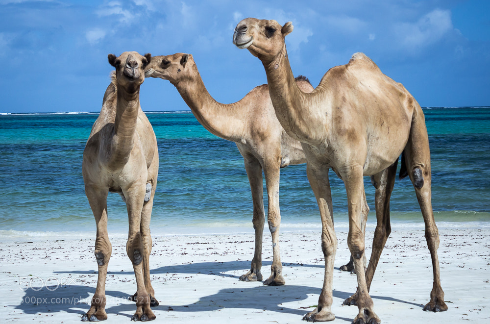 Canon EOS 600D (Rebel EOS T3i / EOS Kiss X5) sample photo. Free-roaming camels on mombasa photography