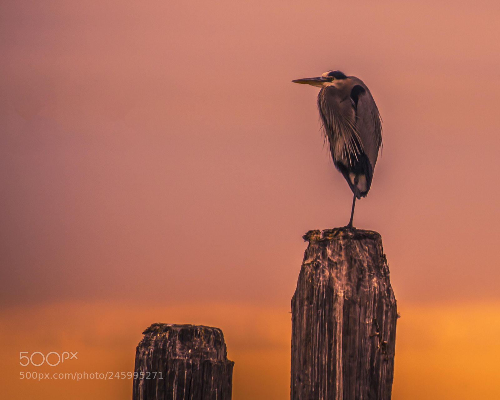 Nikon D200 sample photo. Golden hour heron photography
