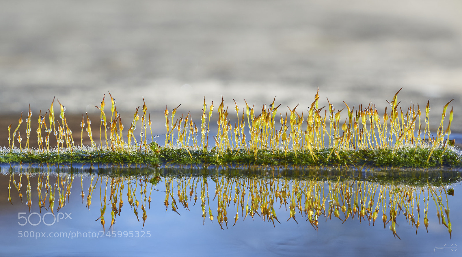 Nikon D800 sample photo. Moos reflection photography