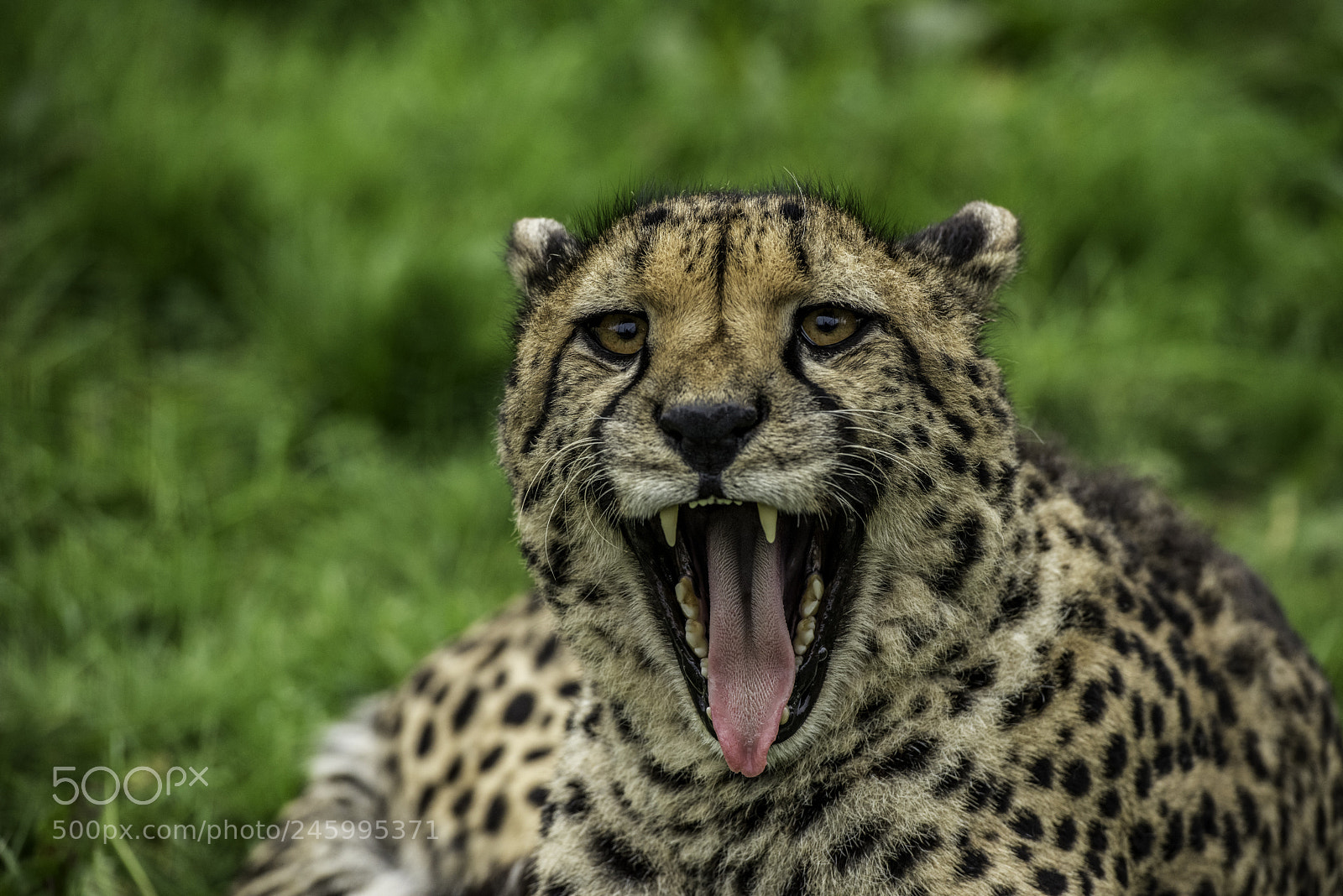 Nikon D810 sample photo. Cheetah photography