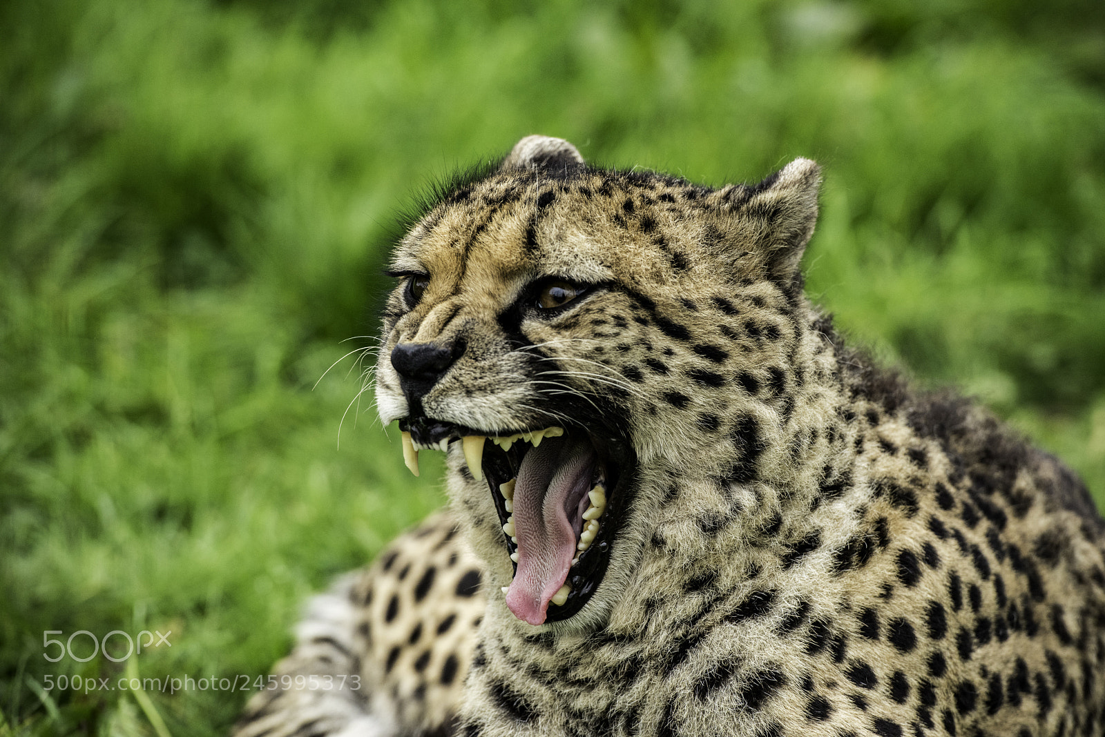 Nikon D810 sample photo. Cheetah photography