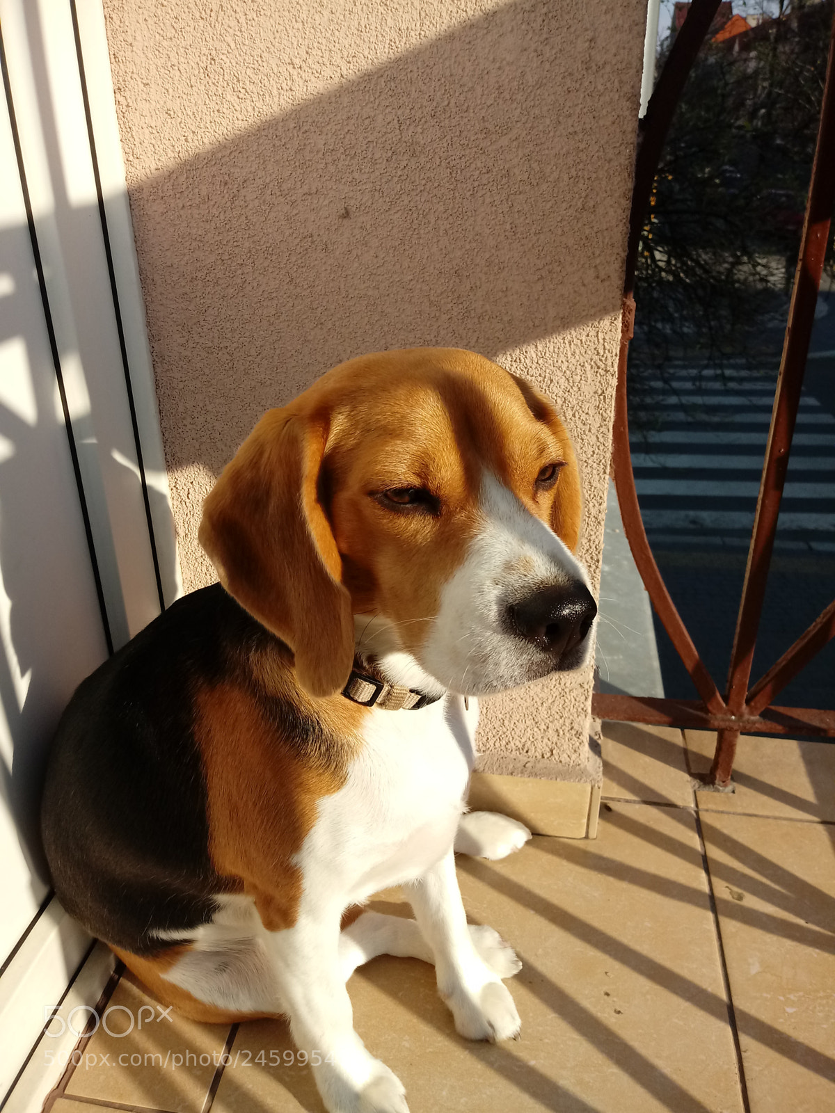 LG K10 (2017) sample photo. Cleo our beagle pup photography