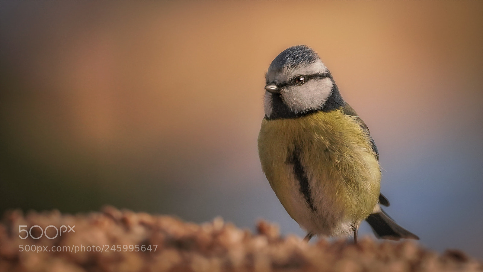 Sony a7R III sample photo. Bluetit photography