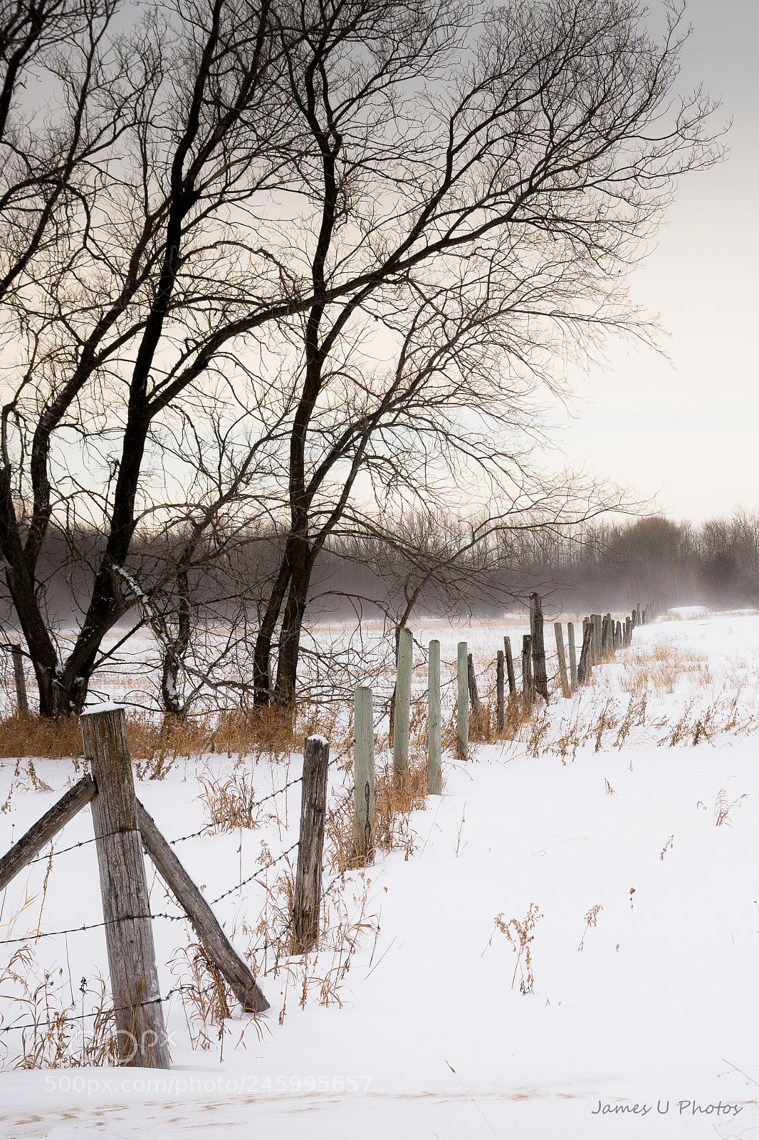 Nikon D7100 sample photo. Winter scene photography