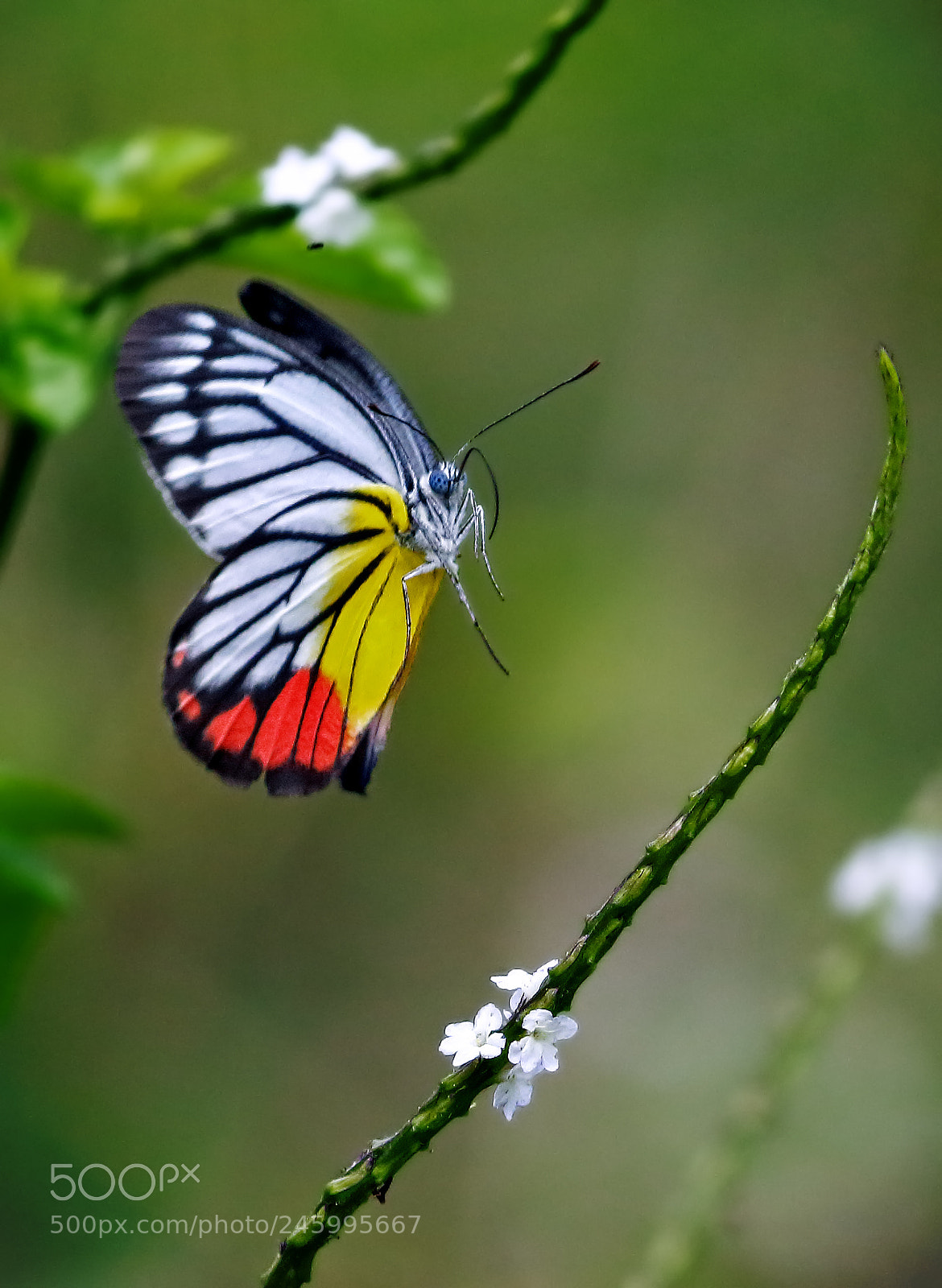 Canon EOS 700D (EOS Rebel T5i / EOS Kiss X7i) sample photo. Butterflying photography