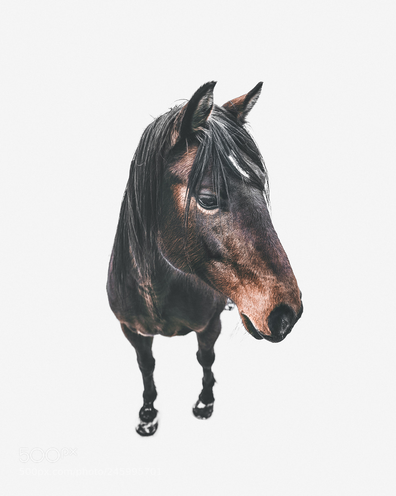 Sony a7R II sample photo. Horse photography