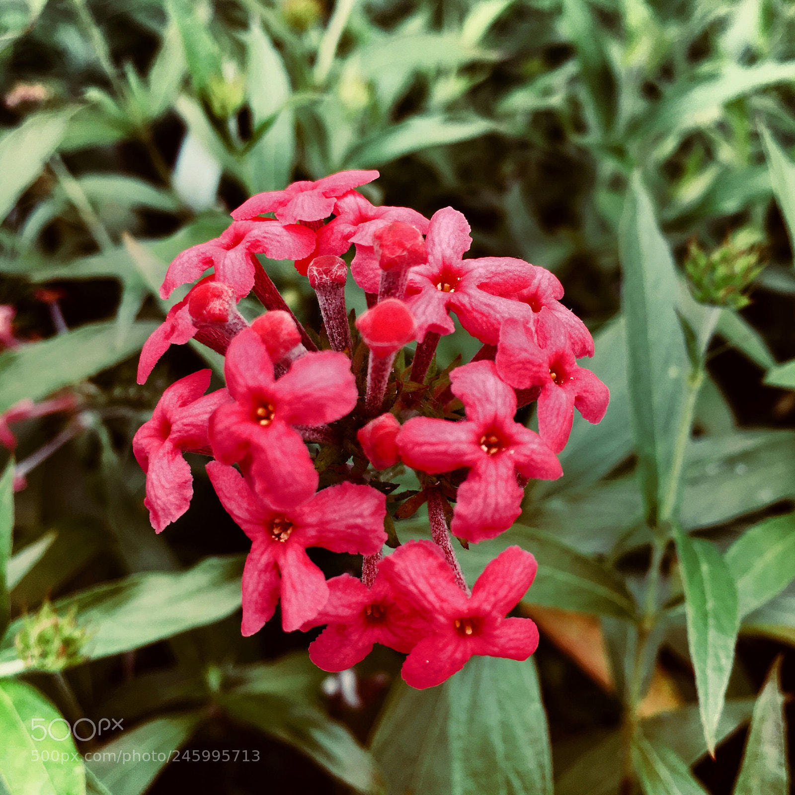 Apple iPhone 6s sample photo. Red flower photography