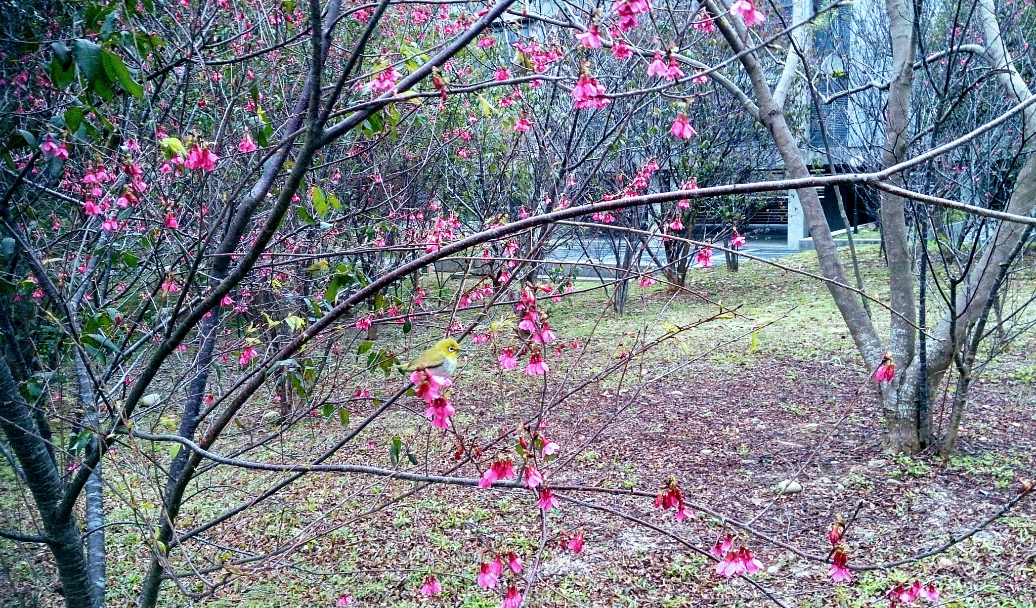 Sony Xperia Z sample photo. Sakura photography