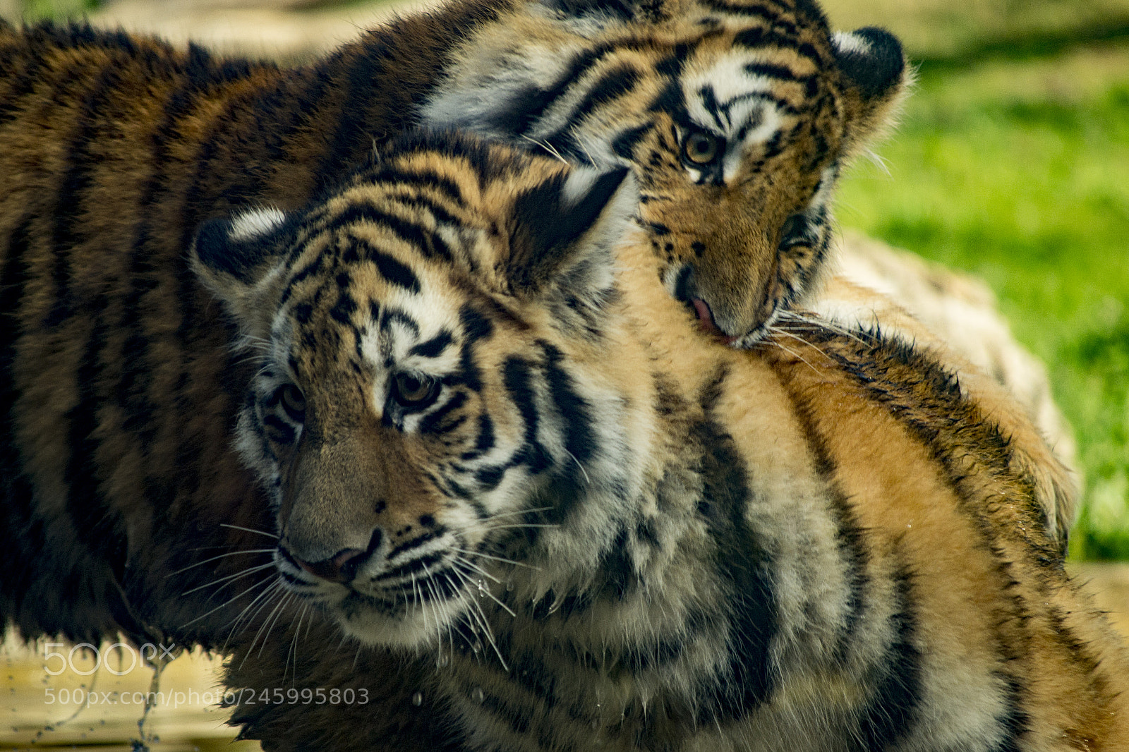 Nikon D3100 sample photo. Brothers' love photography