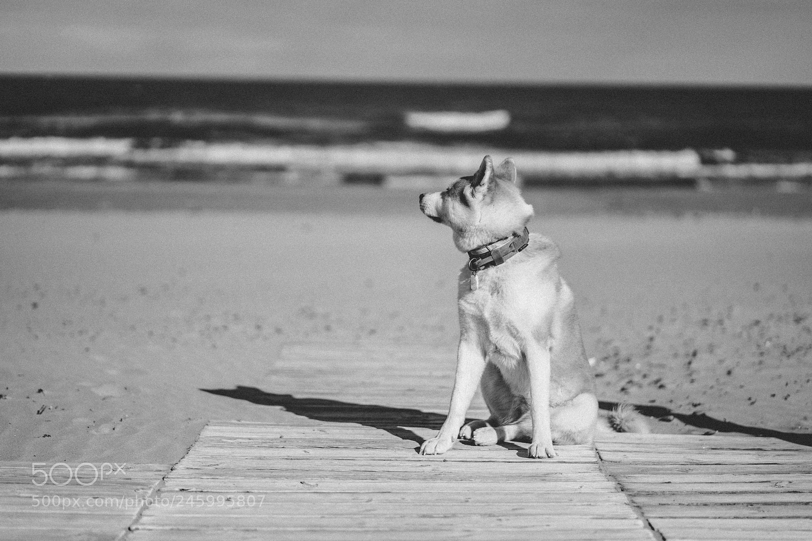 Sony a7 II sample photo. Dsc photography