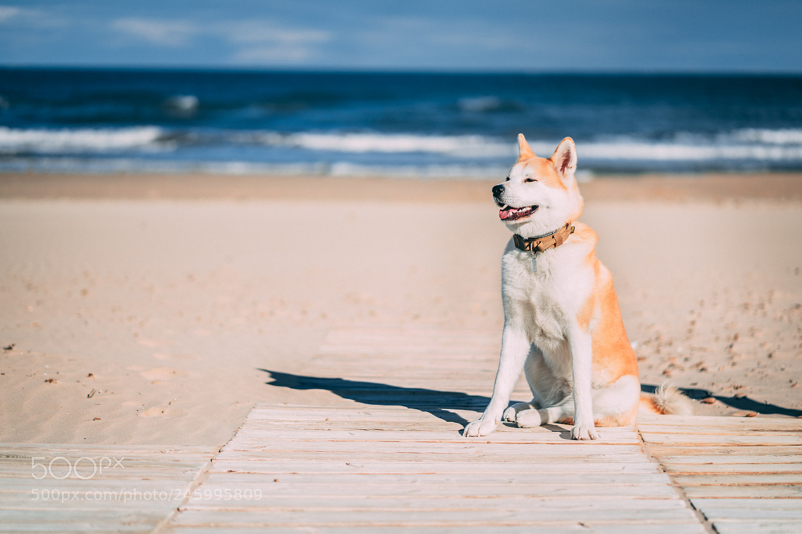 Sony a7 II sample photo. Dsc photography