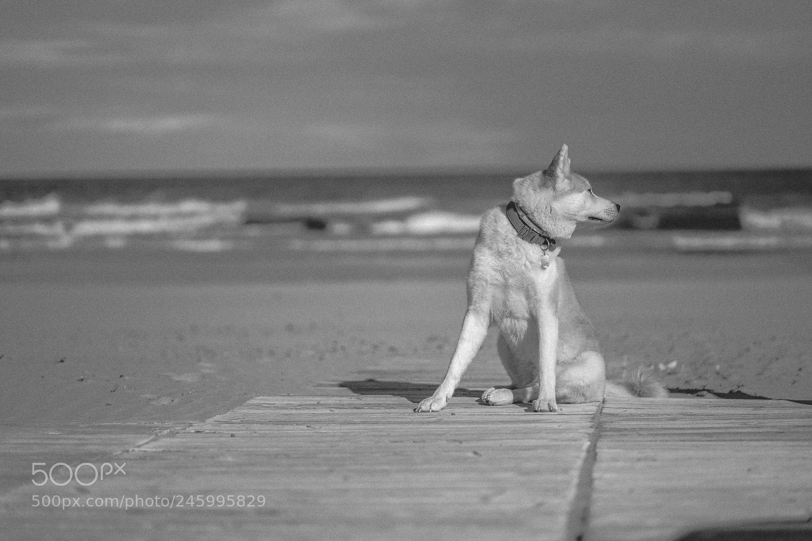 Sony a7 II sample photo. Dsc photography