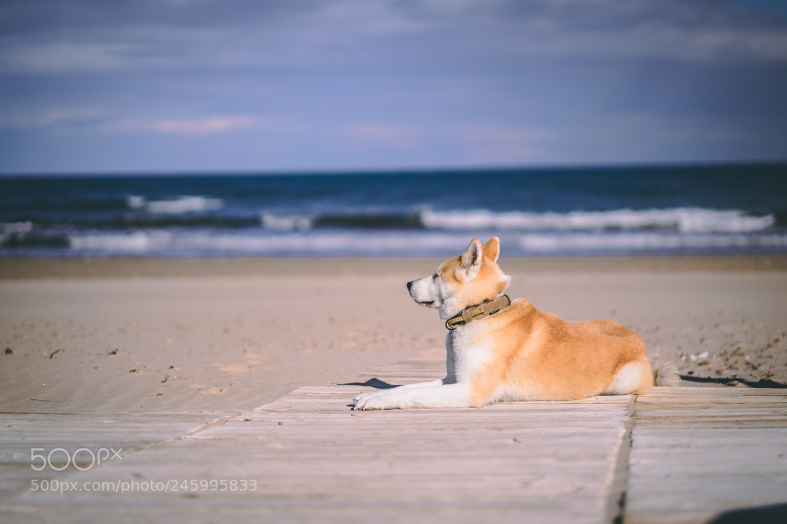 Sony a7 II sample photo. Dsc photography