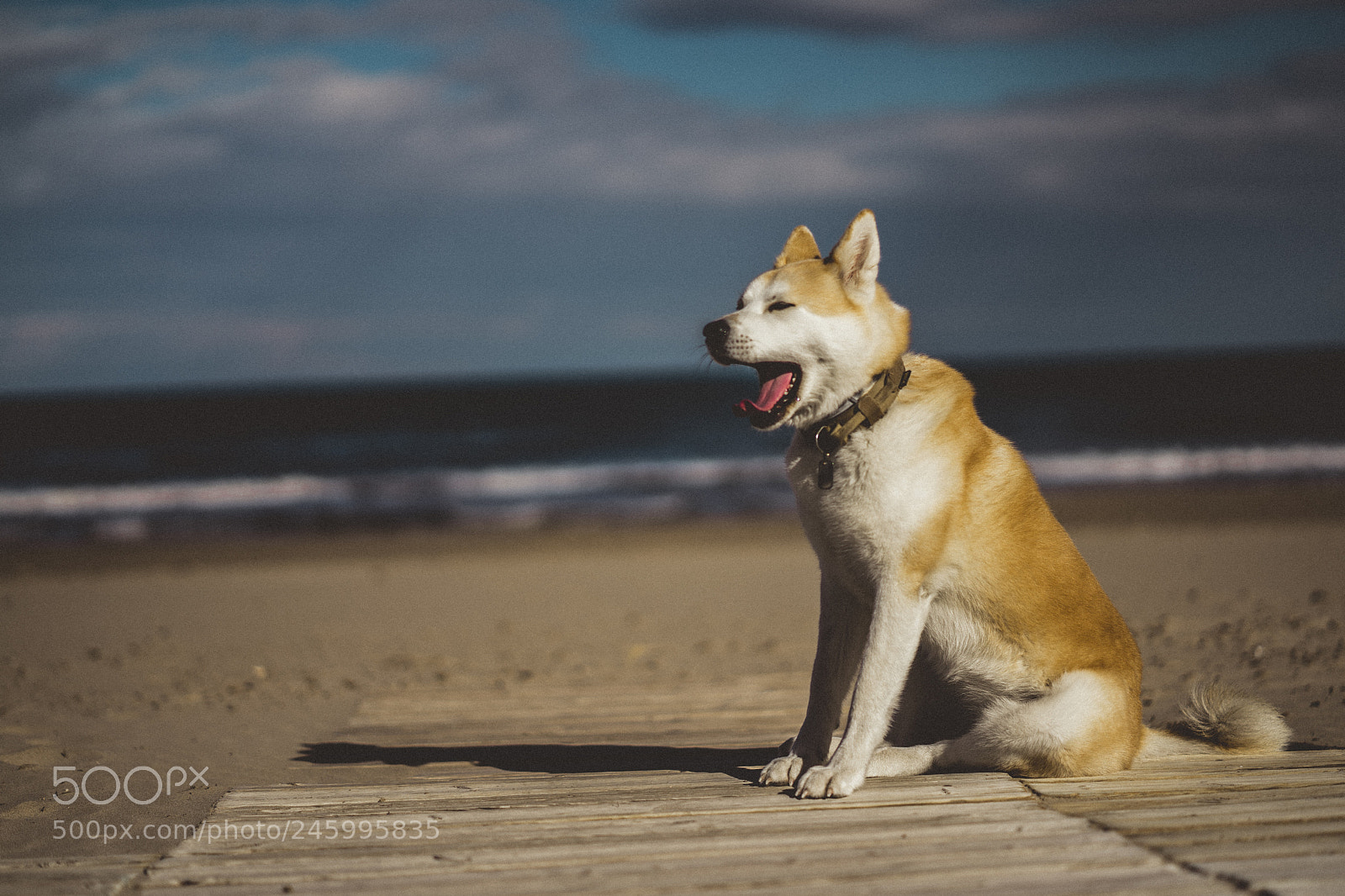 Sony a7 II sample photo. Dsc photography