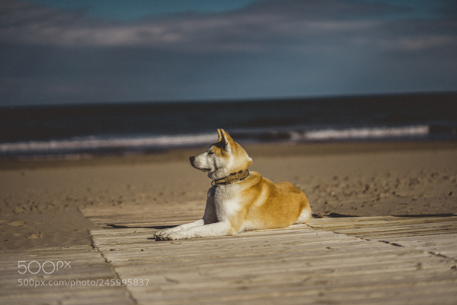 Sony a7 II sample photo. Dsc photography