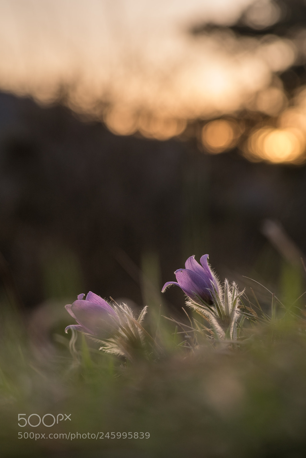 Pentax K-1 sample photo. Pasque flower in the photography