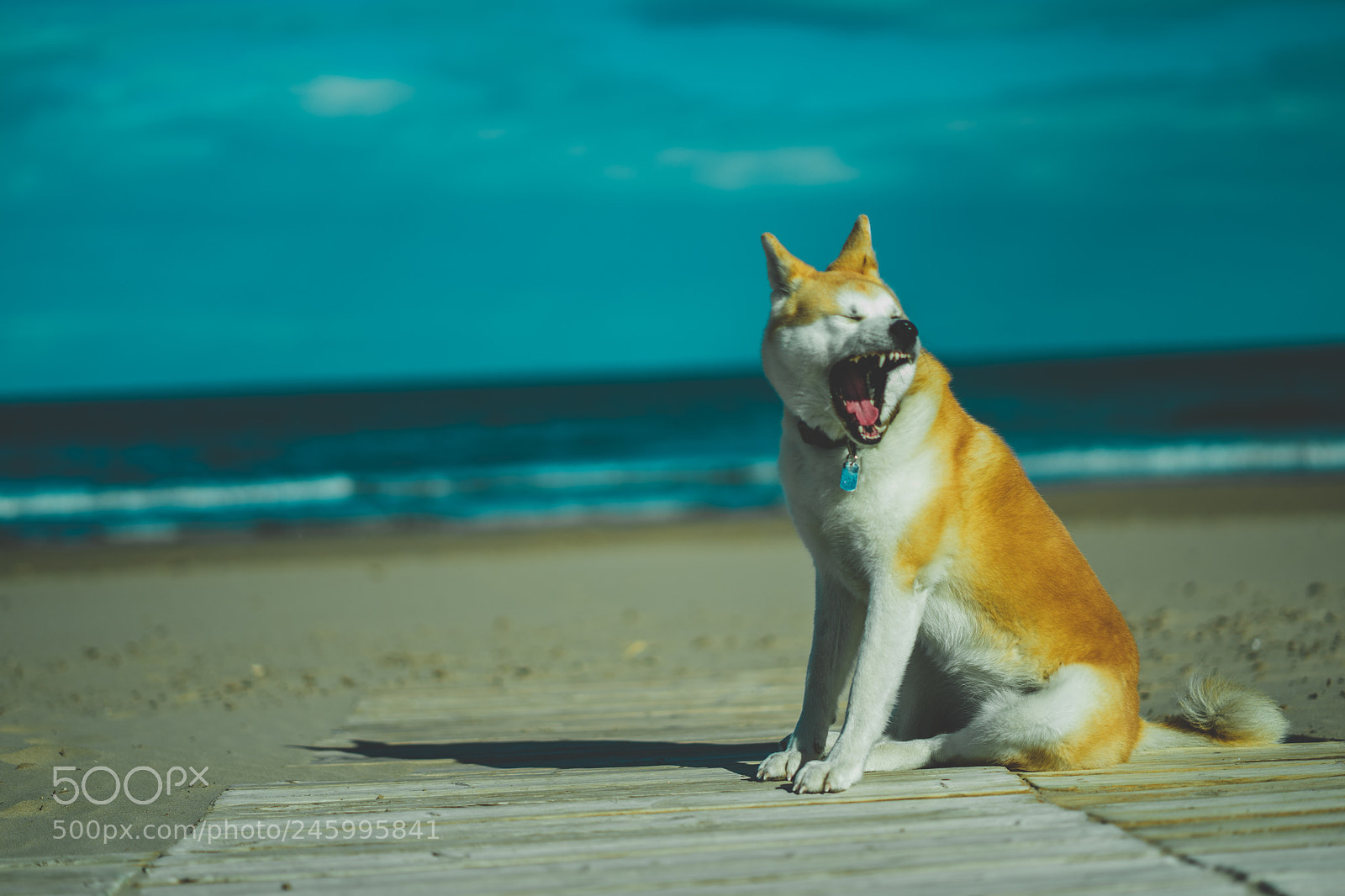 Sony a7 II sample photo. Dsc photography