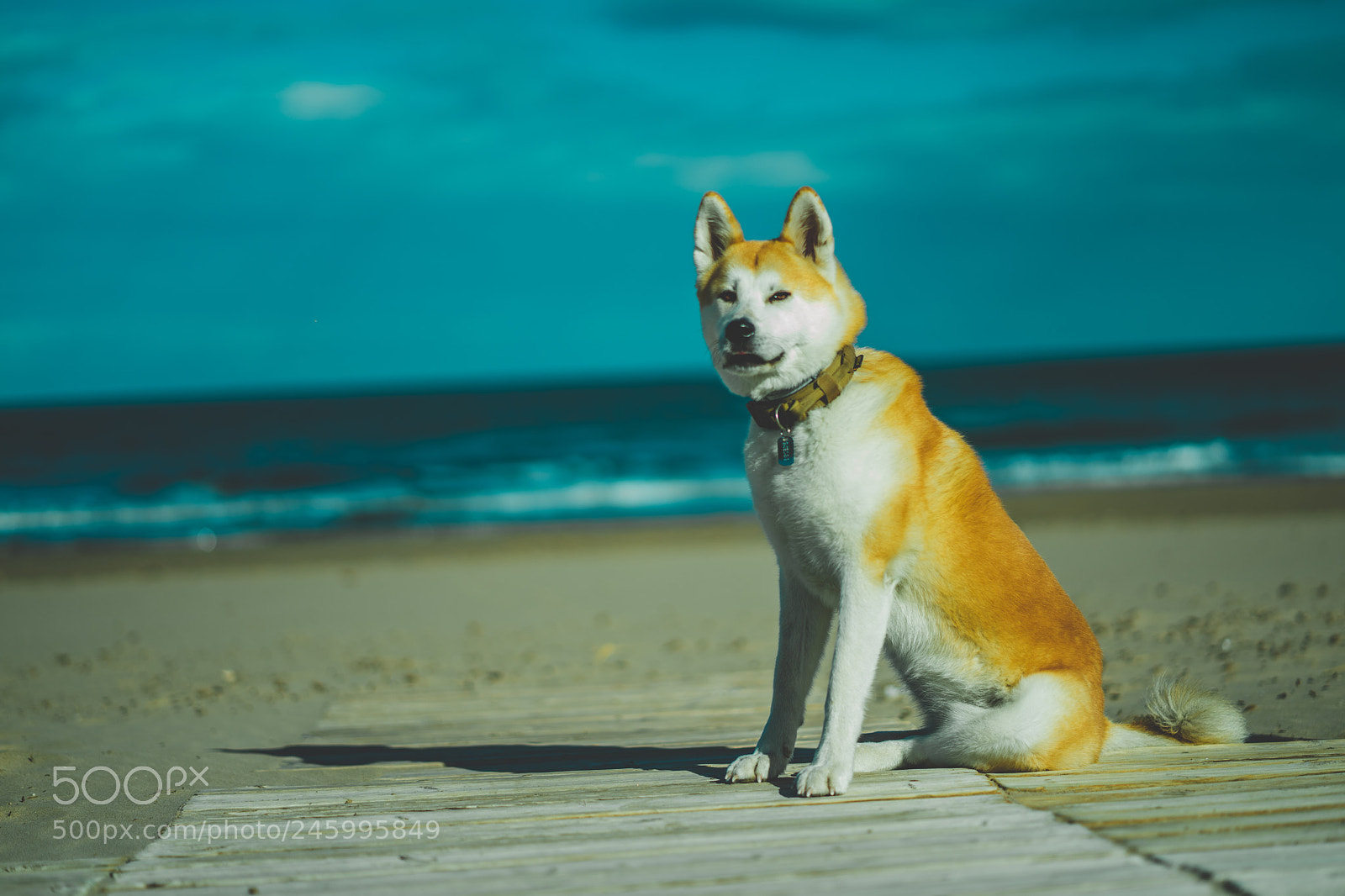 Sony a7 II sample photo. Dsc photography