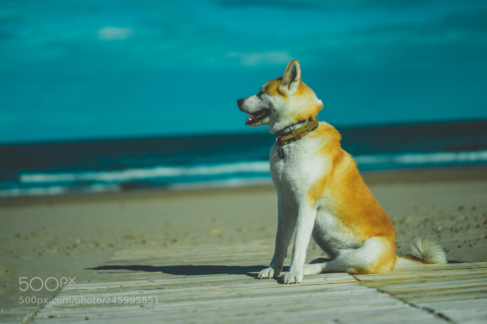 Sony a7 II sample photo. Dsc photography