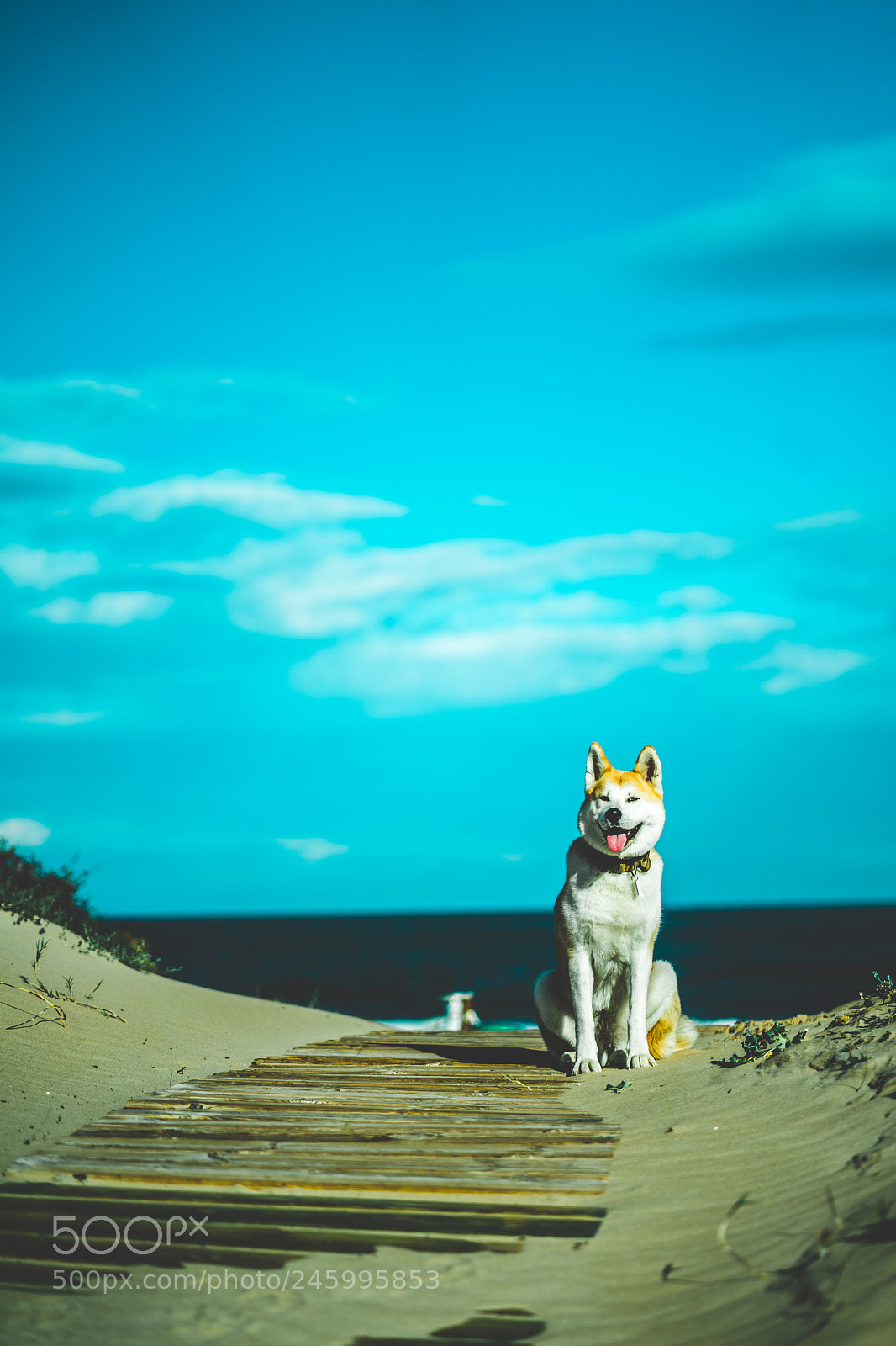 Sony a7 II sample photo. Dsc photography