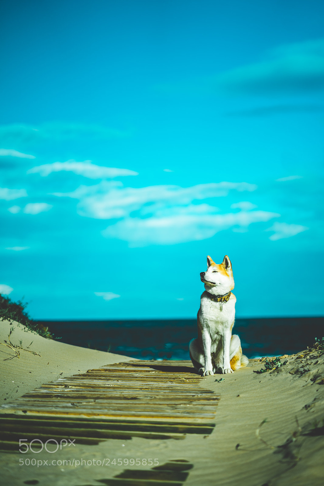 Sony a7 II sample photo. Dsc photography