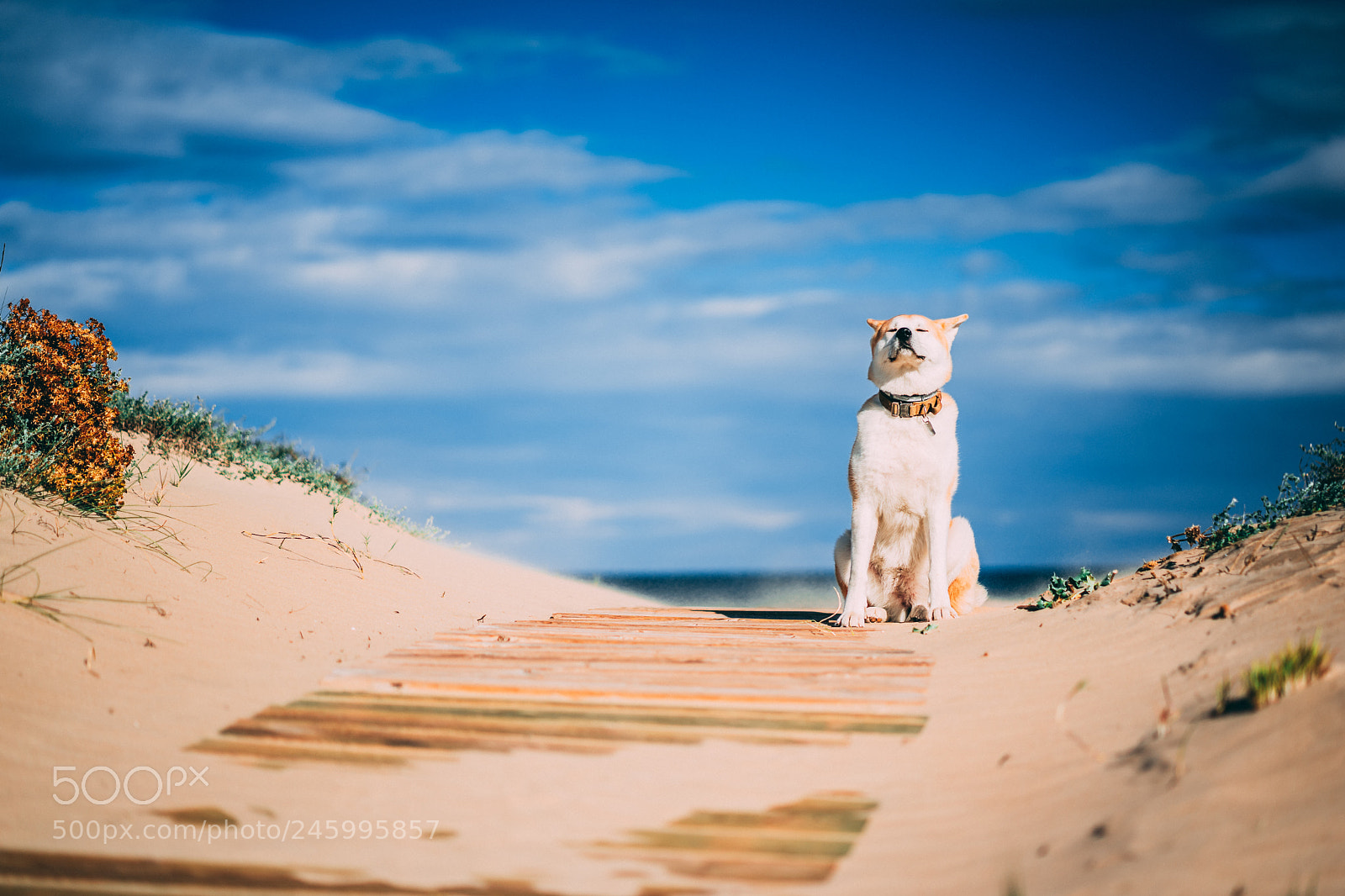 Sony a7 II sample photo. Dsc photography