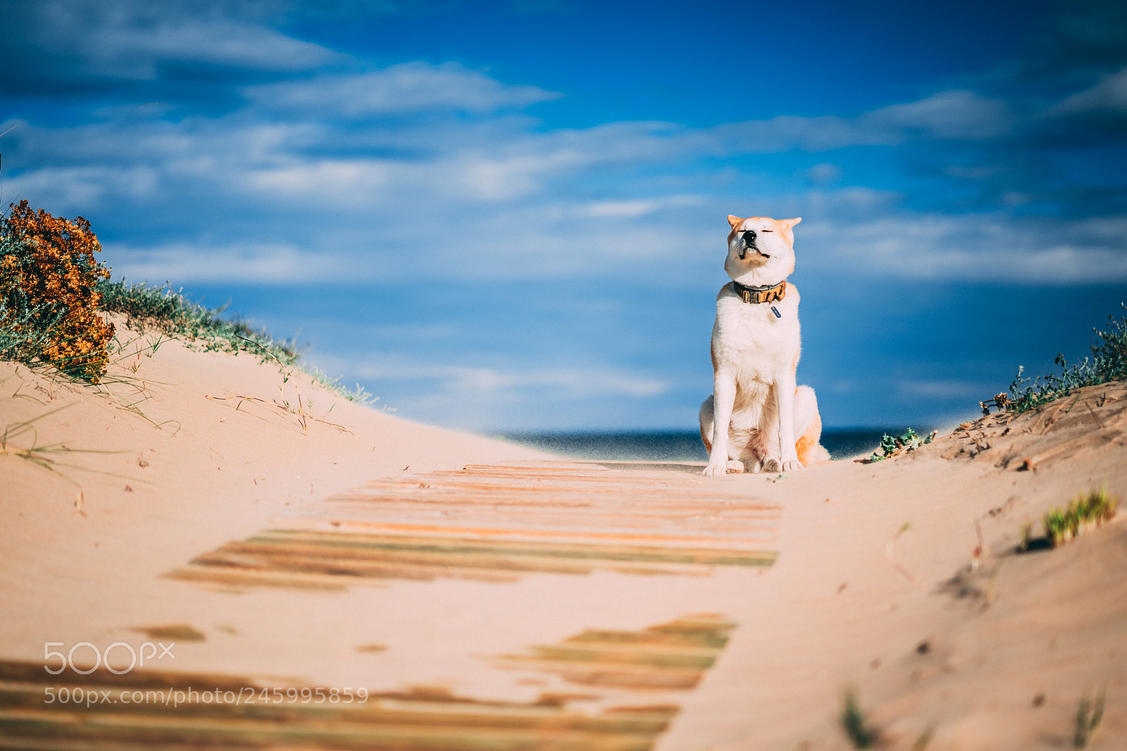 Sony a7 II sample photo. Dsc photography