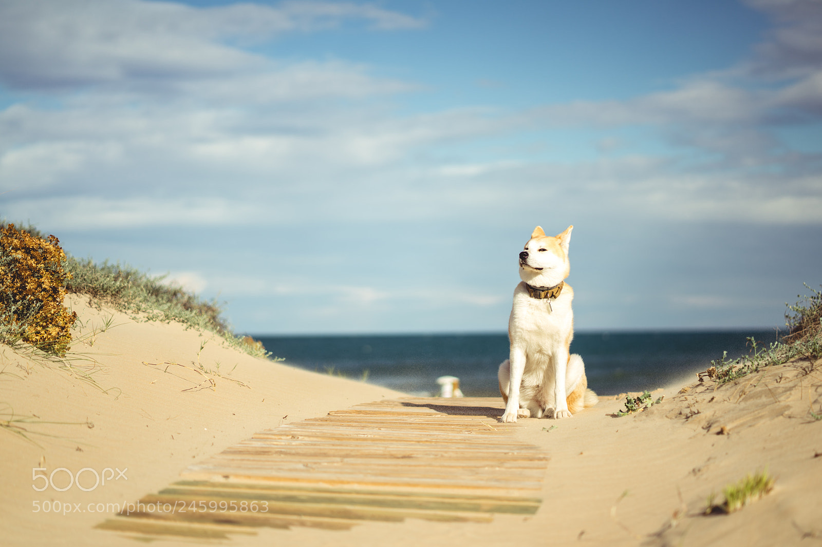 Sony a7 II sample photo. Dsc photography