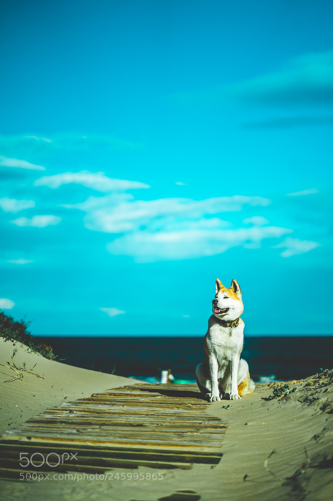 Sony a7 II sample photo. Dsc photography