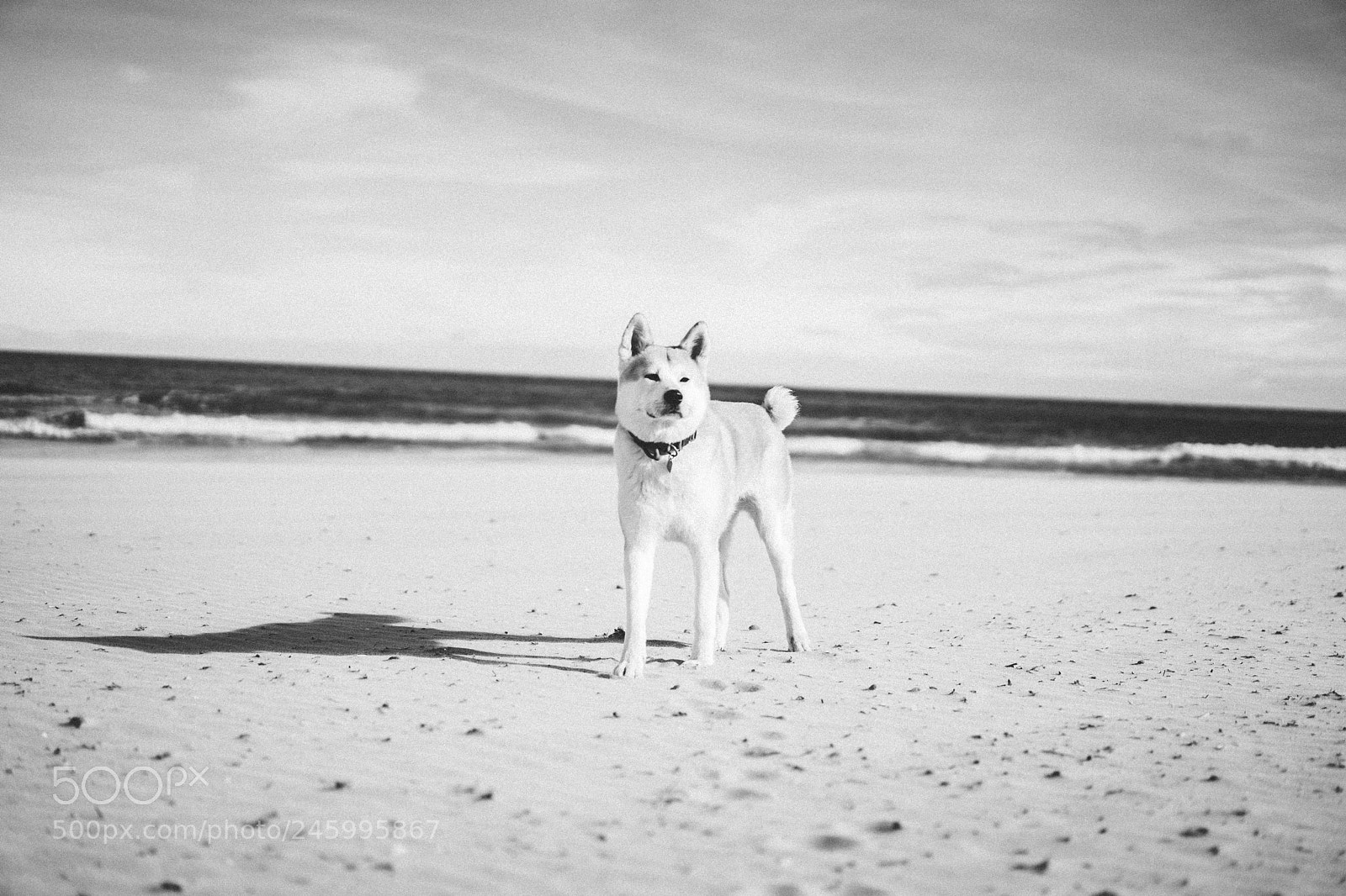 Sony a7 II sample photo. Dsc photography