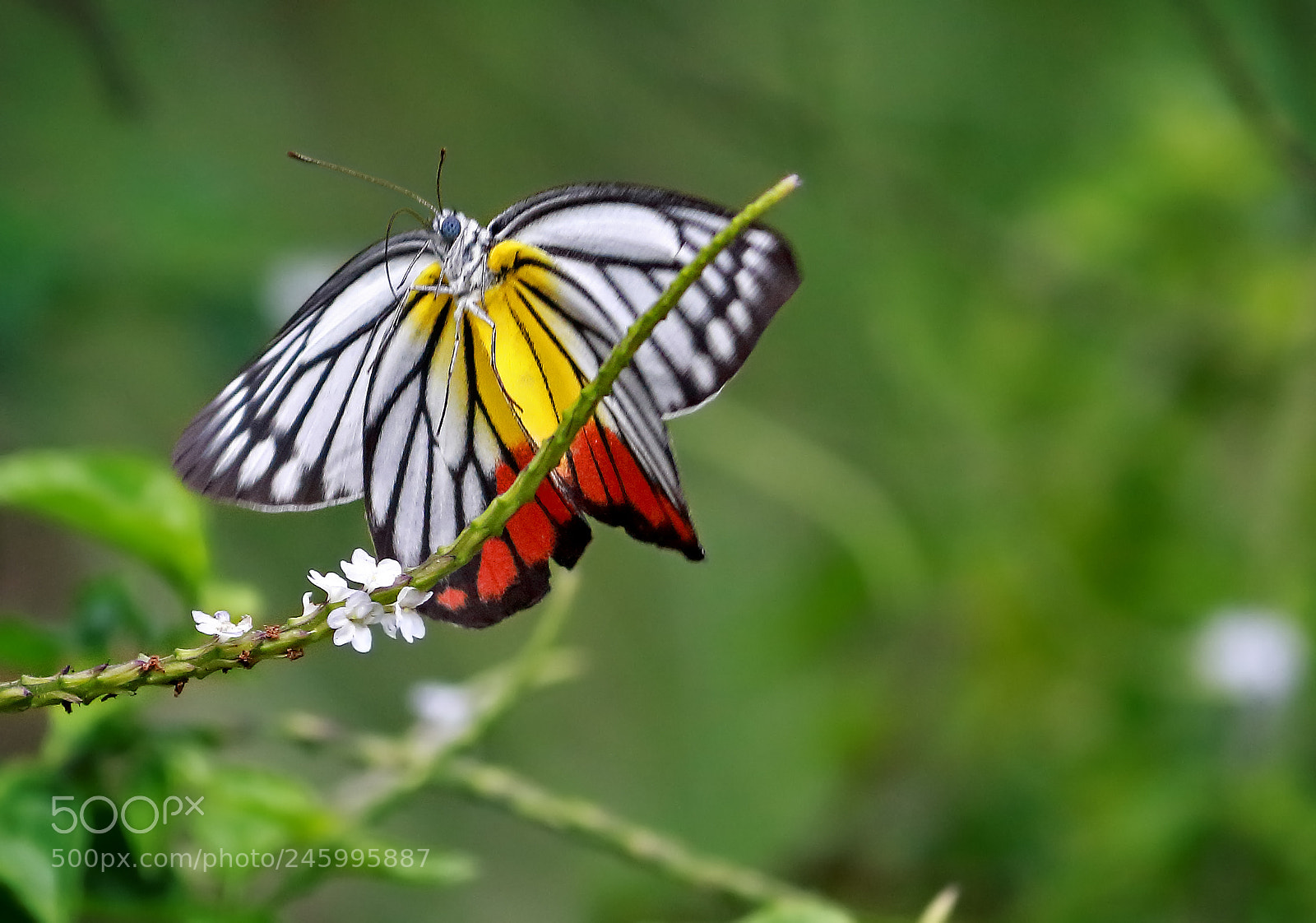 Canon EOS 700D (EOS Rebel T5i / EOS Kiss X7i) sample photo. Butterflying2 photography