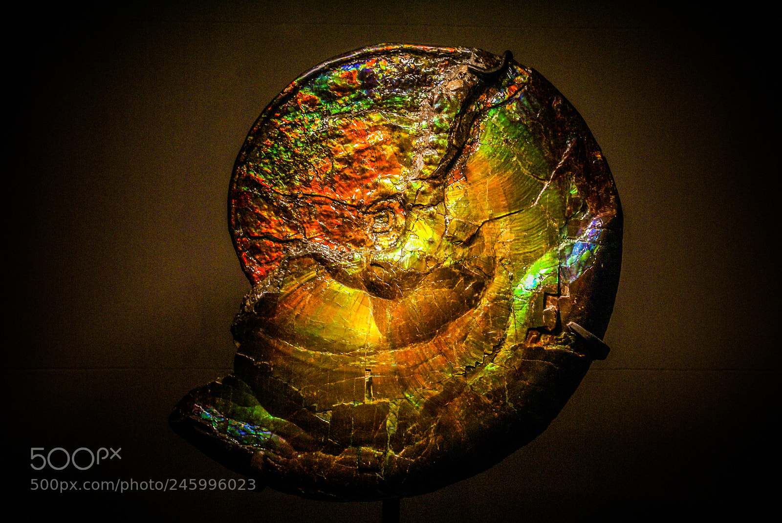 Sony Alpha DSLR-A100 sample photo. Ammonite photography