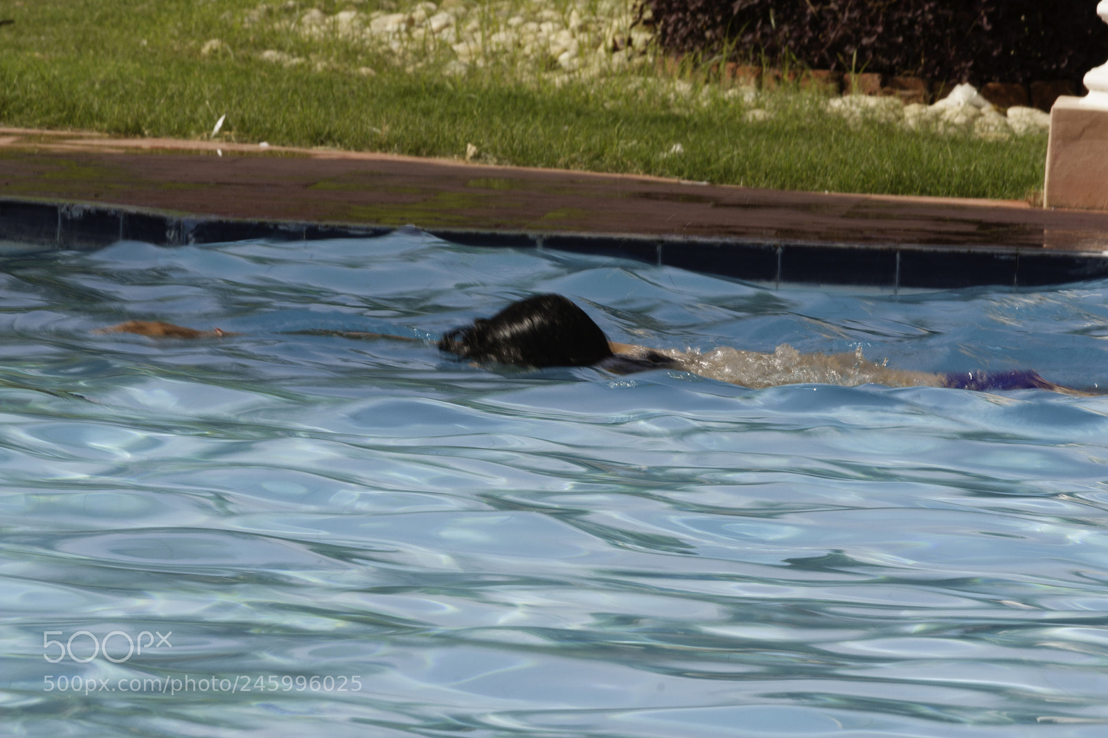 Canon EOS 450D (EOS Rebel XSi / EOS Kiss X2) sample photo. Enjoying a swim photography
