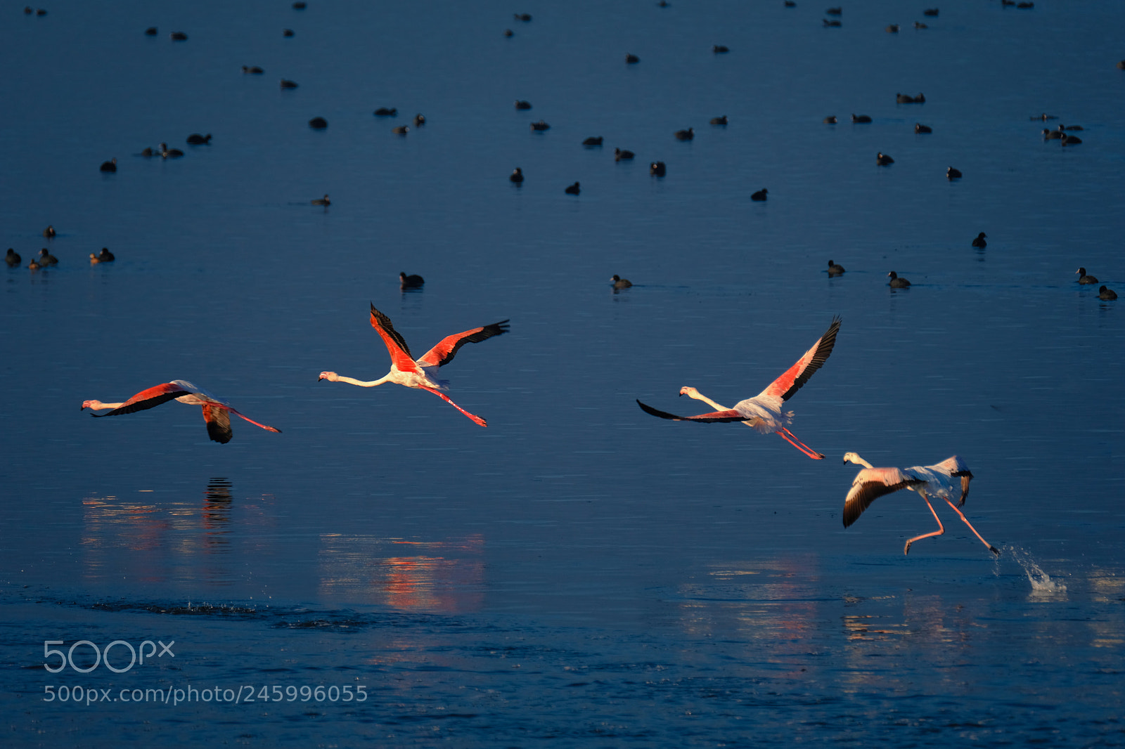 Fujifilm X-T2 sample photo. Flamingo flying photography