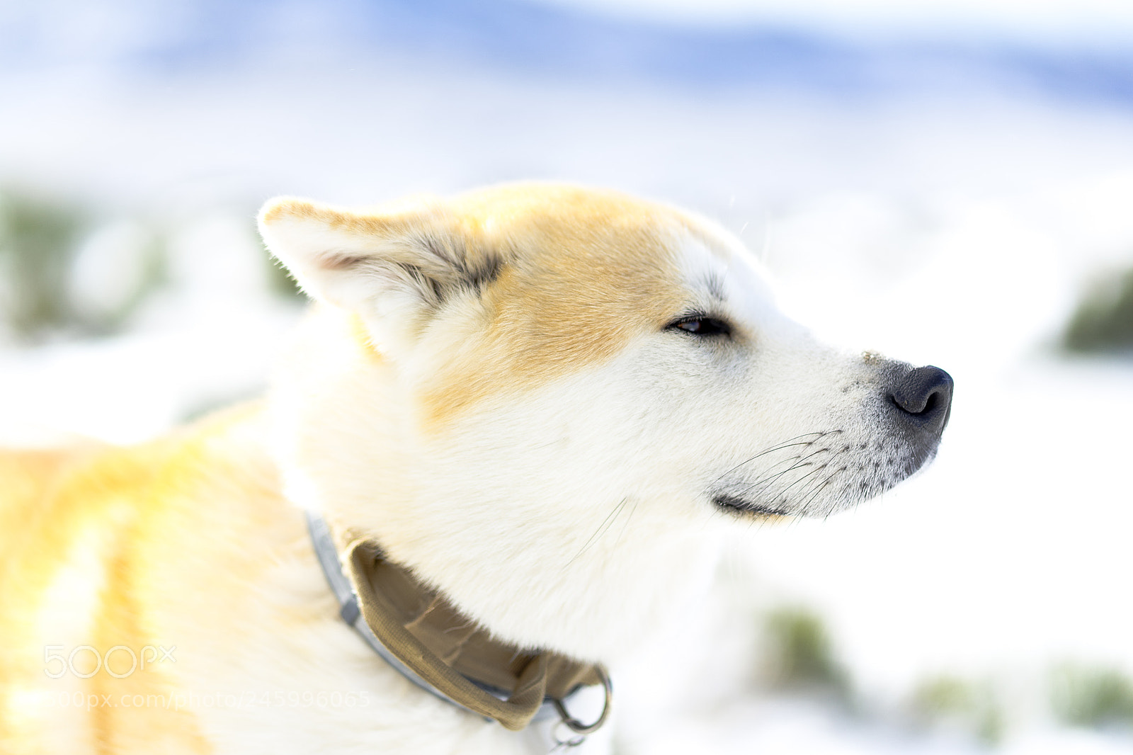 Sony a7 II sample photo. Dsc photography