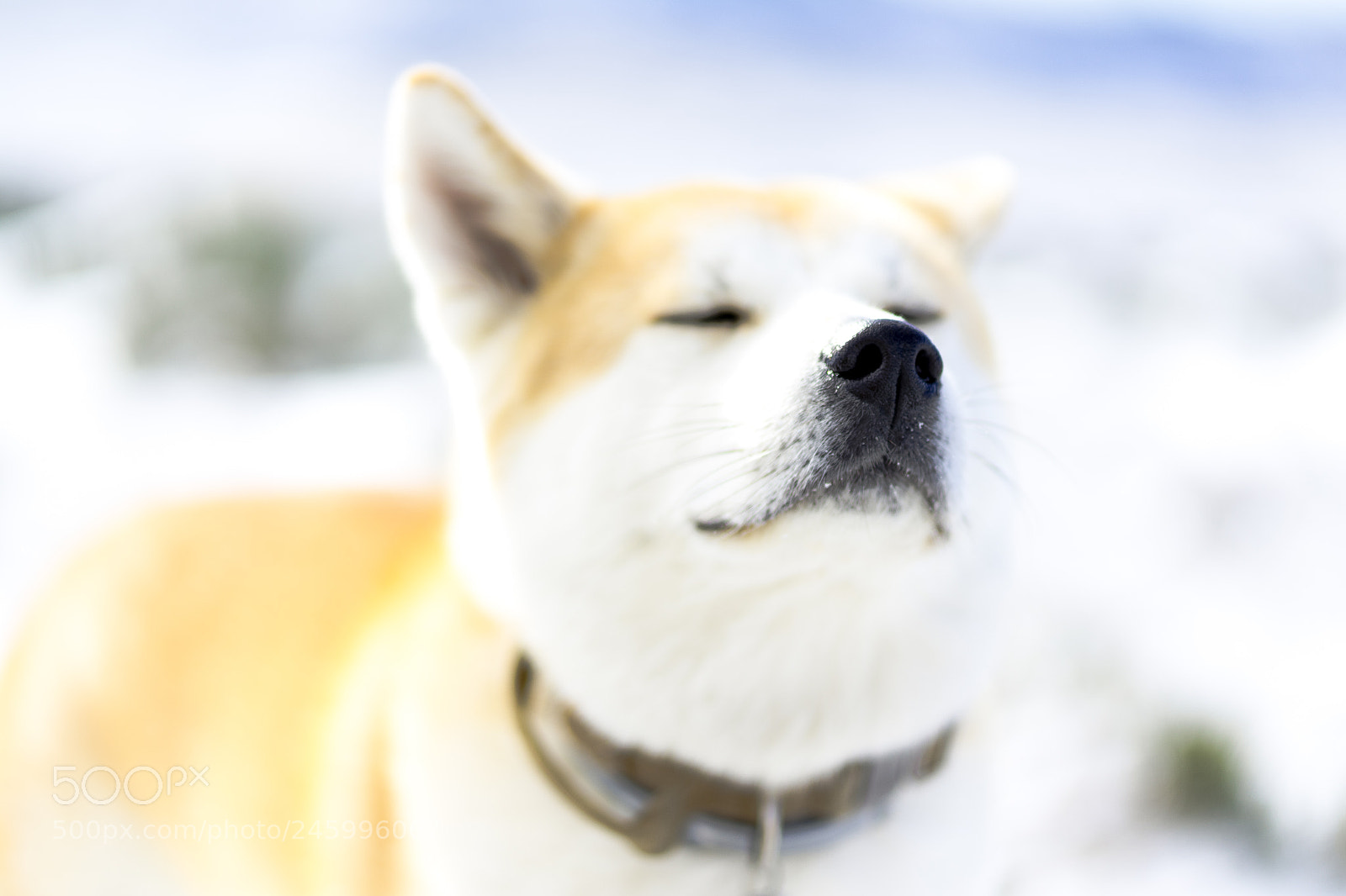 Sony a7 II sample photo. Dsc photography