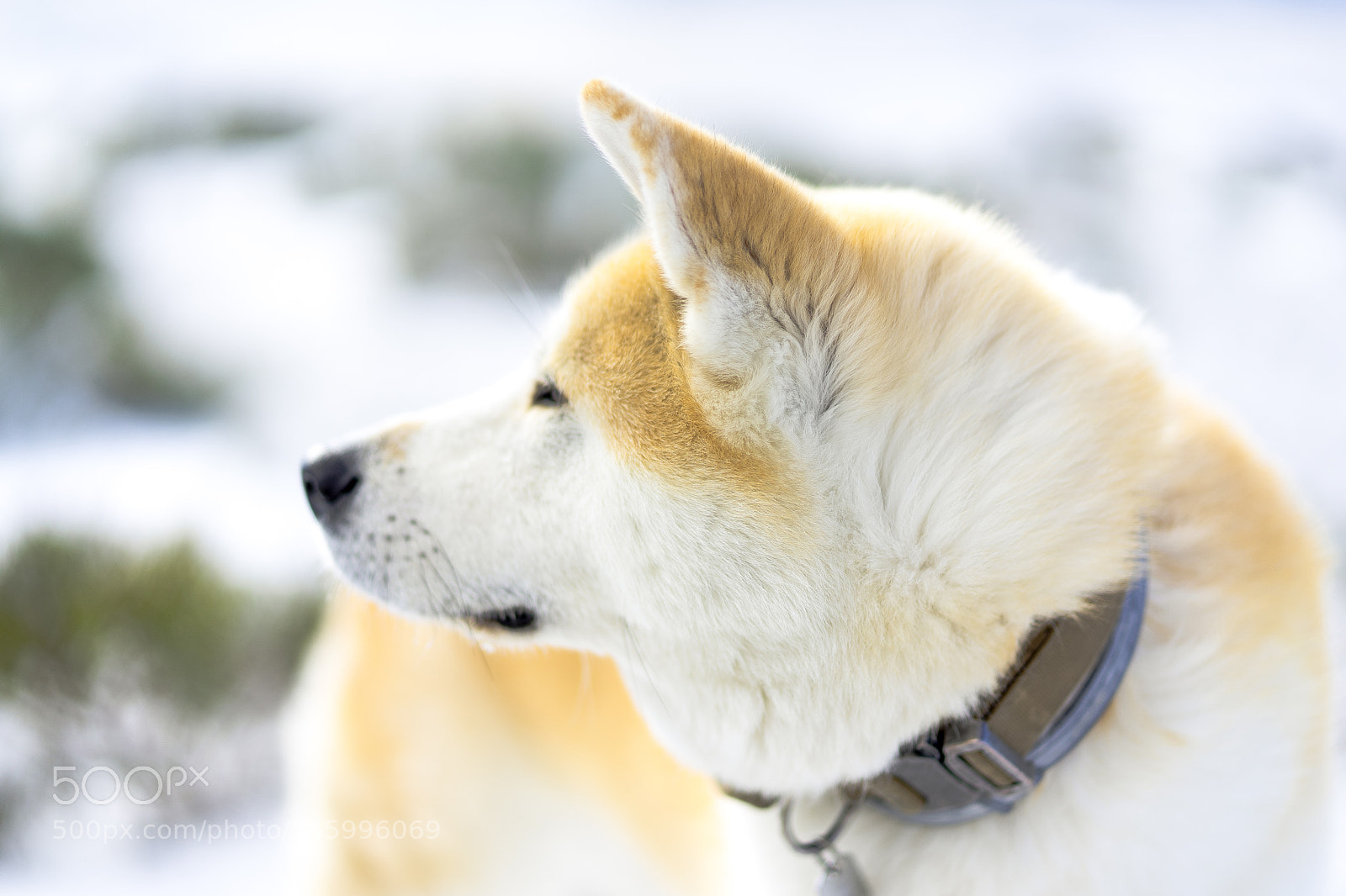 Sony a7 II sample photo. Dsc photography