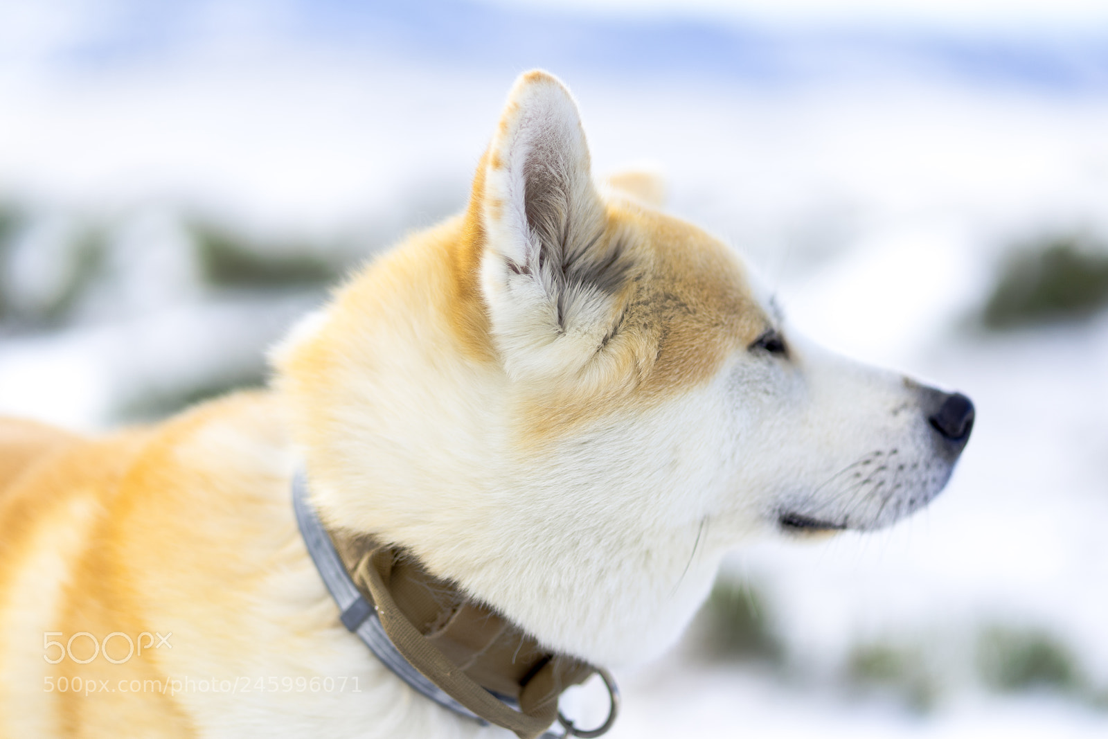 Sony a7 II sample photo. Dsc photography