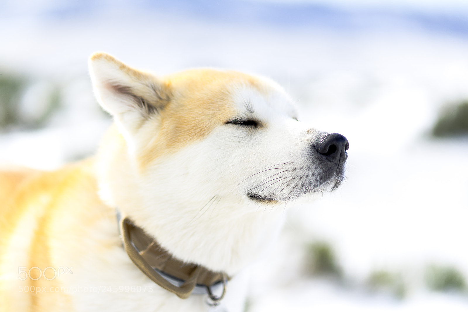 Sony a7 II sample photo. Dsc photography
