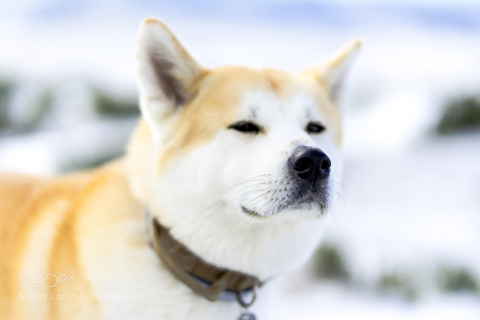 Sony a7 II sample photo. Dsc photography