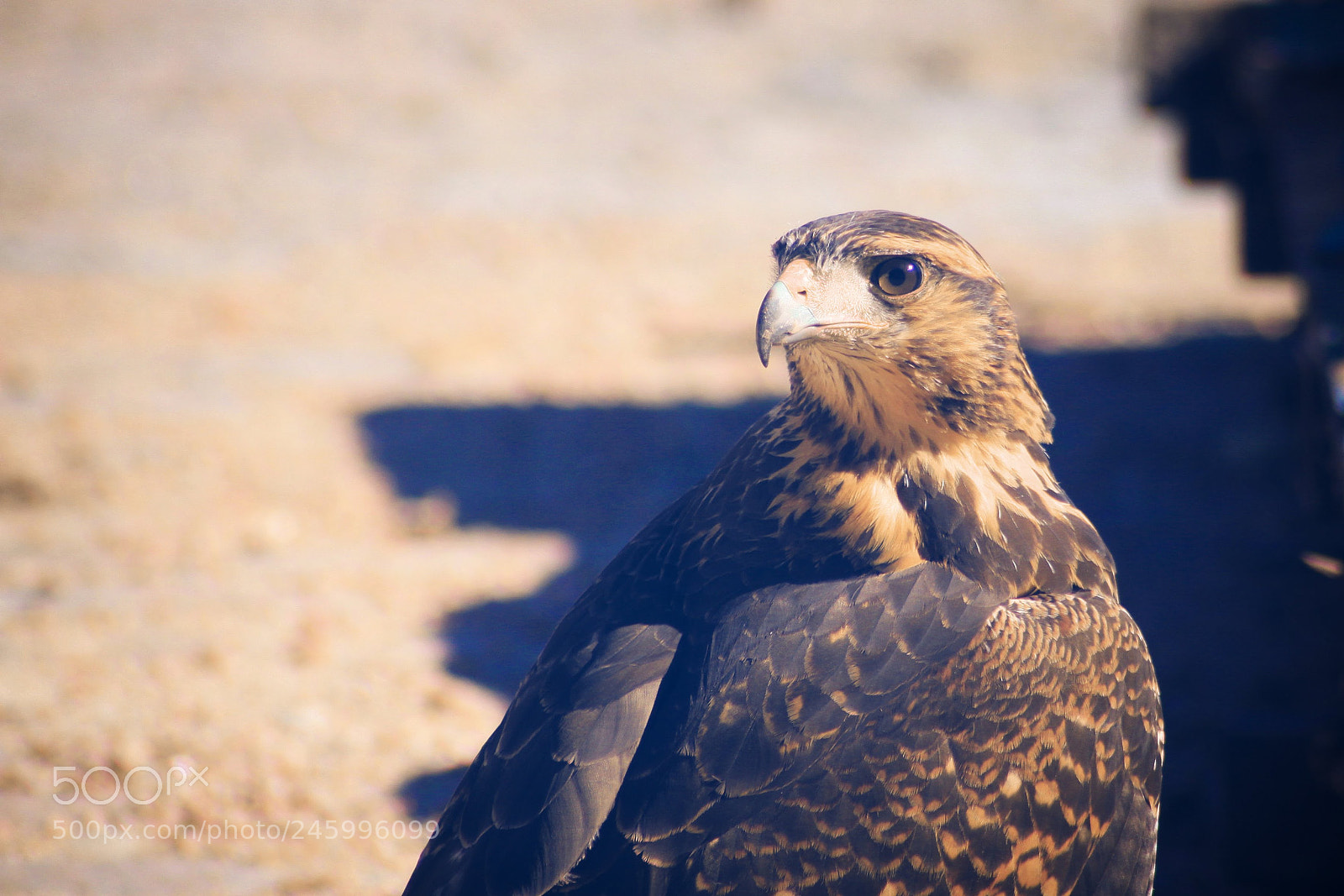 Canon EOS 50D sample photo. Close encounter of the photography