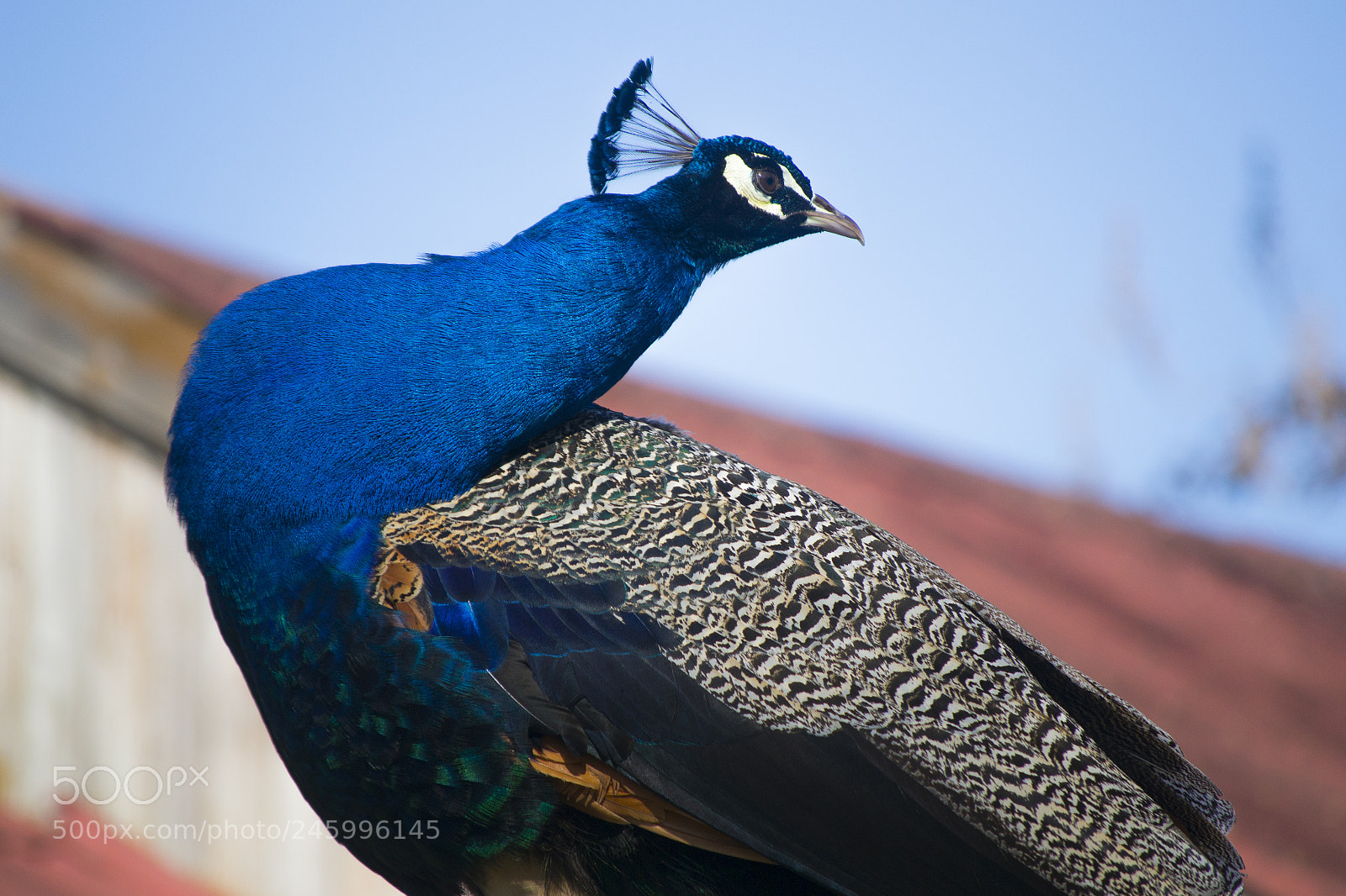 Nikon D3100 sample photo. Shy peacock photography