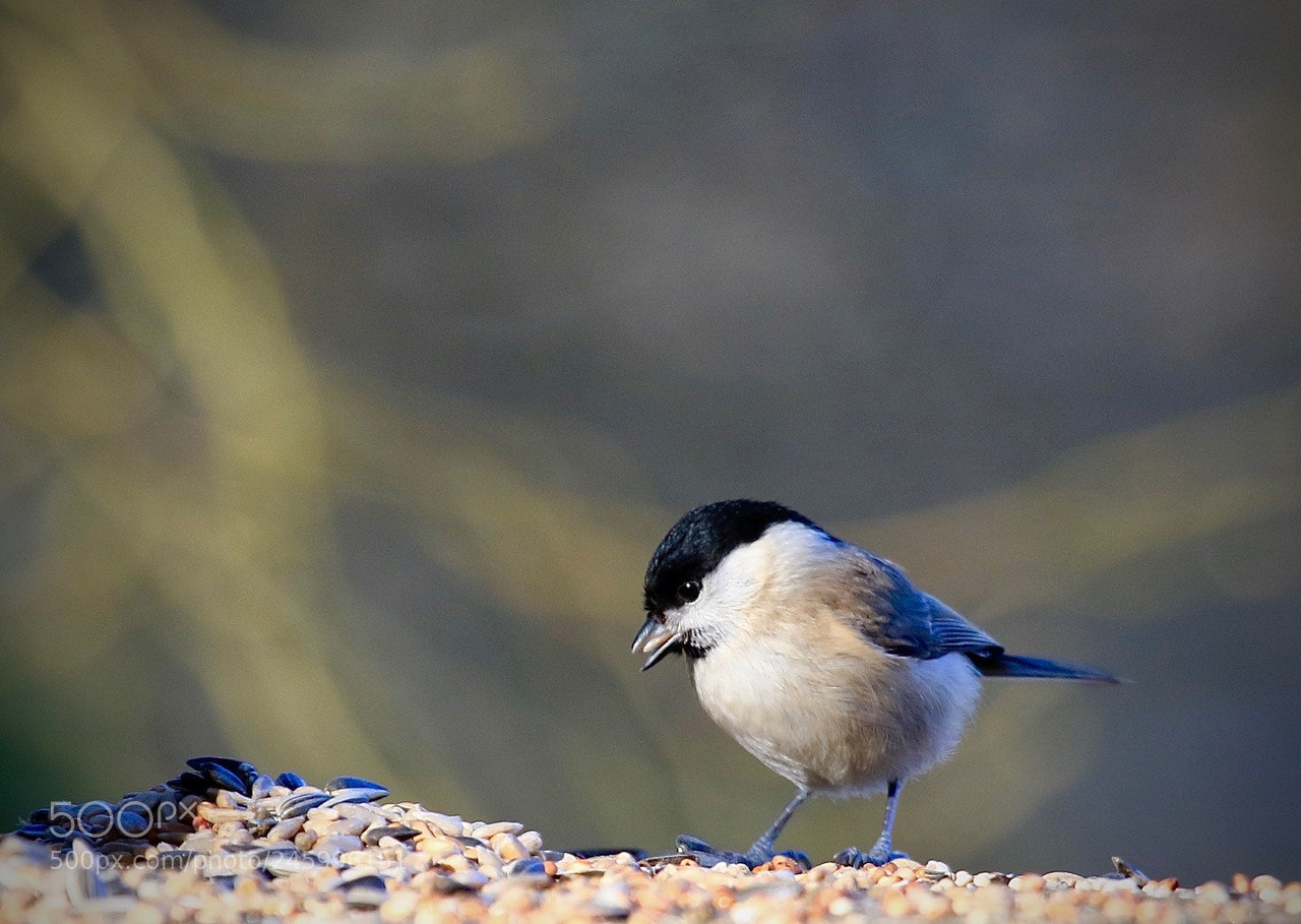 Canon EOS 7D Mark II sample photo. Eating time photography