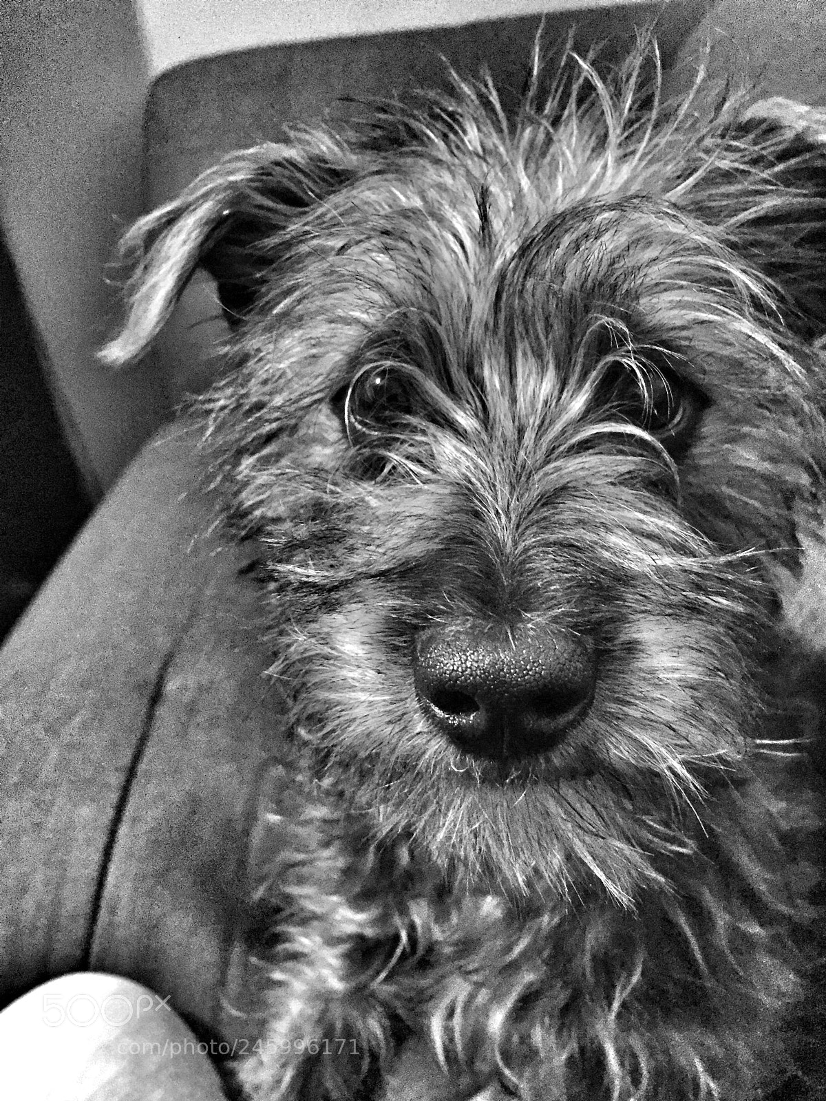 Apple iPhone 6 sample photo. Mi amigo! photography