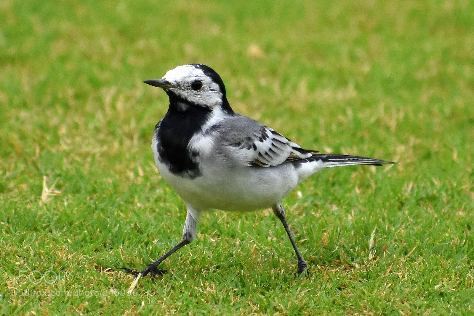 Nikon D7200 sample photo. White wagtail photography