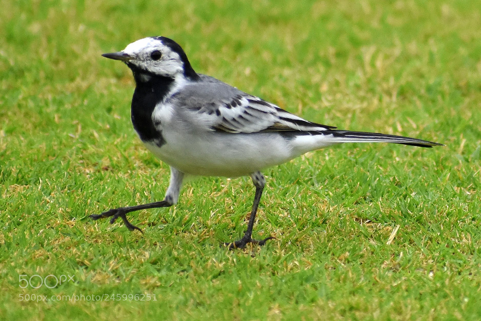 Nikon D7200 sample photo. White wagtail photography