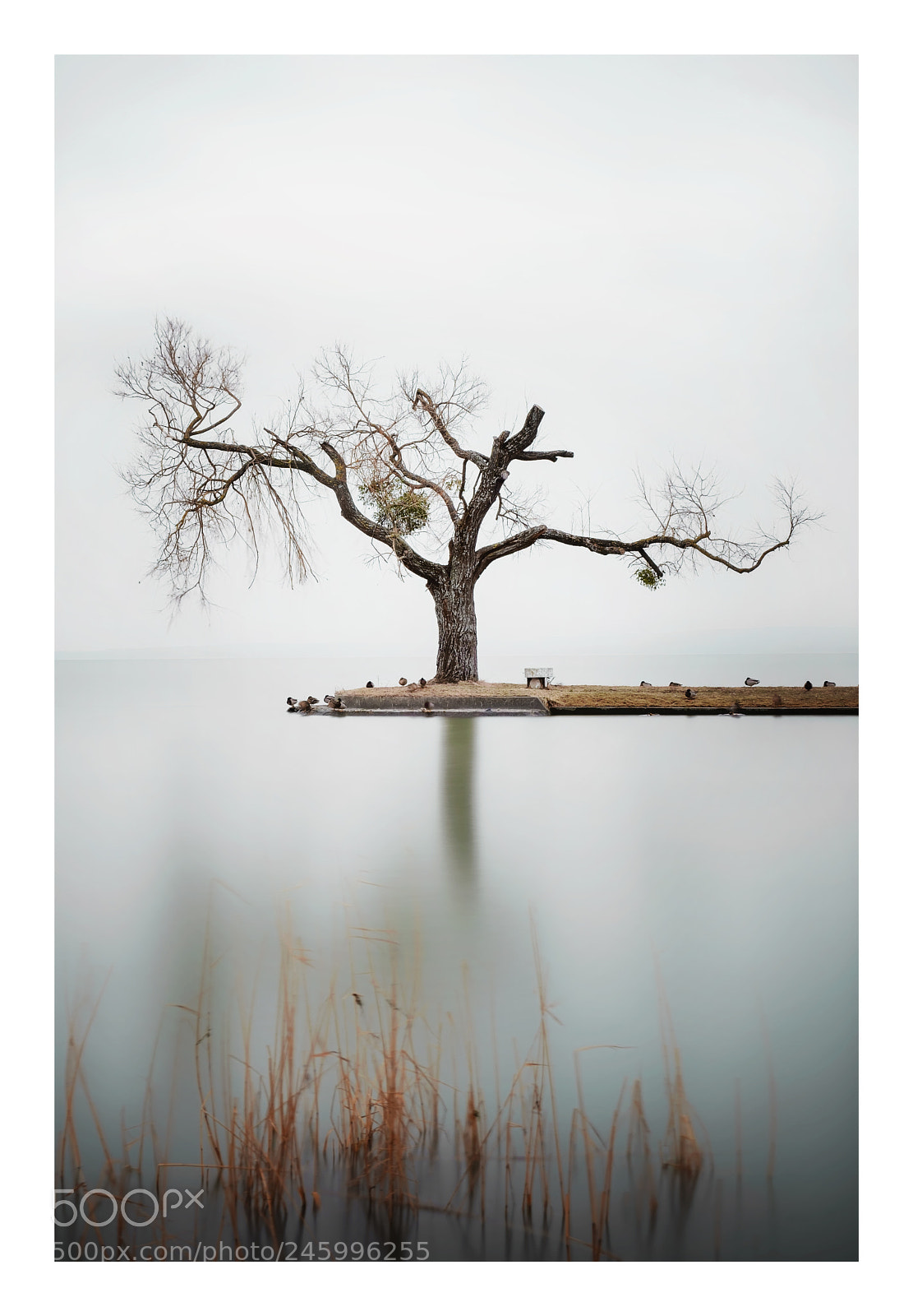 Fujifilm X-T2 sample photo. A tree of lake photography